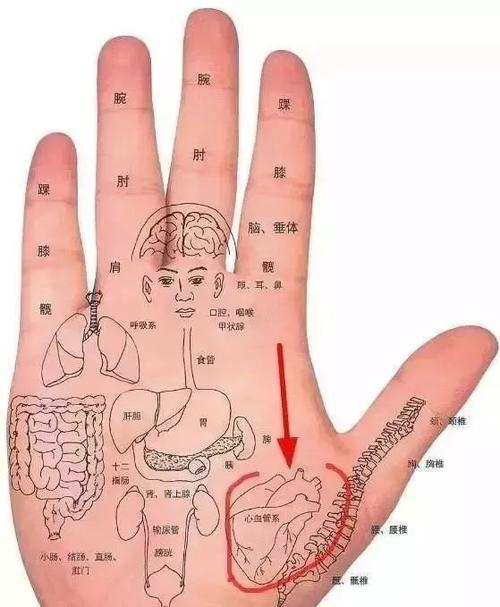 大鱼际位置图及作用 大鱼际痛是哪个脏器出了问题