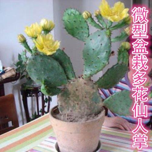 适合室内种植的仙人掌盆栽详解 仙人球种植方法