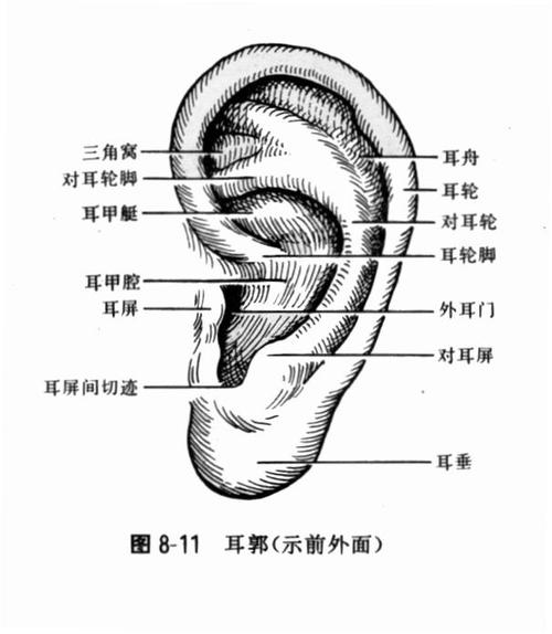 耳朵怎么看有福气图 耳朵大好还是耳朵小好