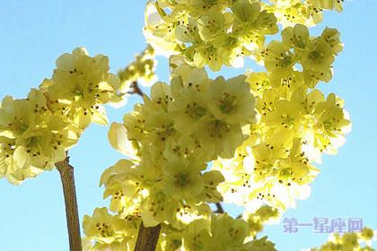 1月4日生日花：花榛圣 生日花图片