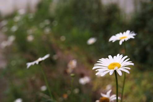 9月8日生日花：米迦勒雏菊 1月22日