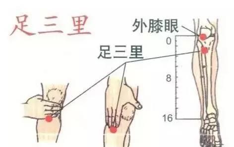 寒露养生 多揉按这三个穴位（图文） 足三里敲打好还是揉好