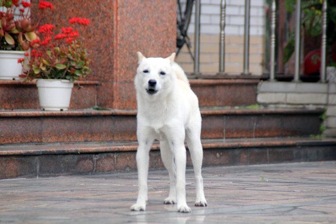 女人梦见一只大白狗是什么意思 梦见两只大白狗