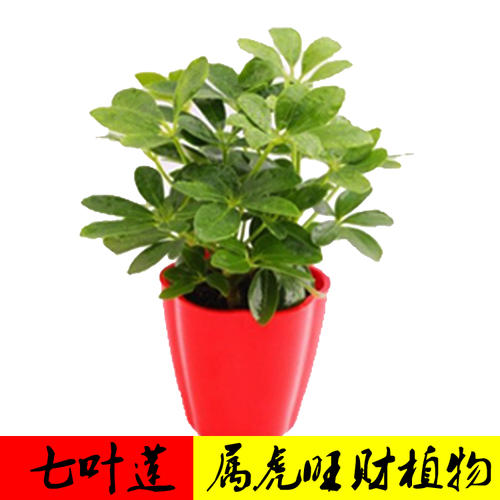 属猴人养什么植物旺财 属猴种什么植物最好