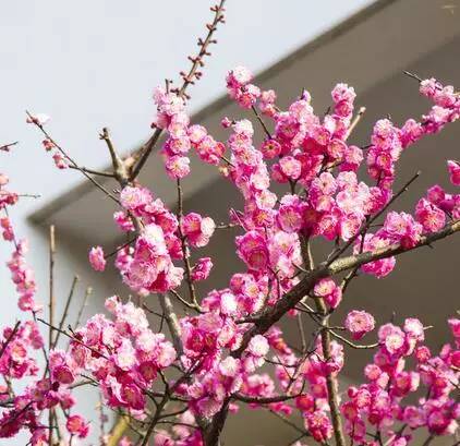 什么是风水上桃花水？ 什么人不能喝桃花水