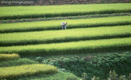 梦见种田地是什么意思【好不好】 梦见种地干活什么意思