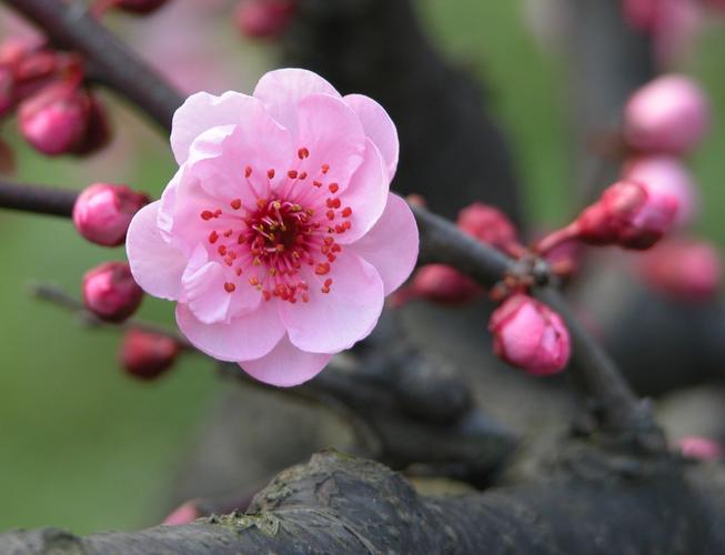 属鼠六月份如何提升桃花运势 属鼠今日运势