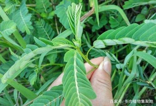 如何辨别植物的阴阳？ 植物阴阳柳