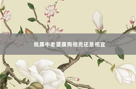 我属牛老婆属狗相克还是相宜