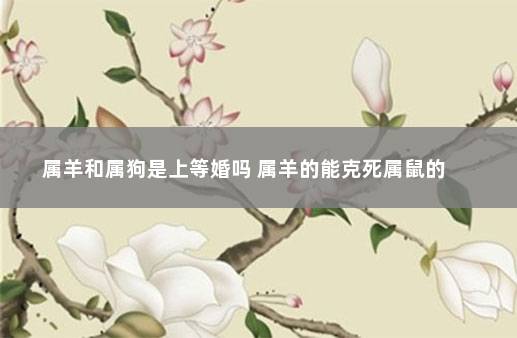 属羊和属狗是上等婚吗 属羊的能克死属鼠的