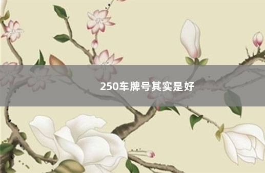 250车牌号其实是好