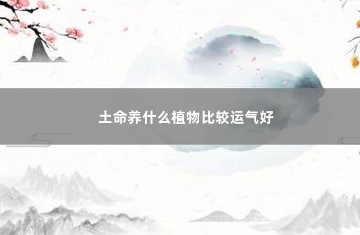 土命养什么植物比较运气好