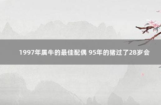 1997年属牛的最佳配偶 95年的猪过了28岁会越来越好