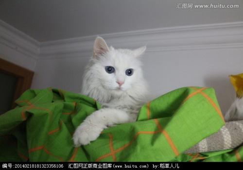 梦见猫说话 梦见猫开口和我说话