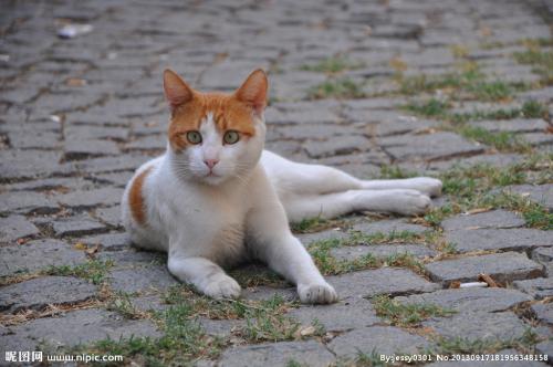 梦见有猫跟着我 做梦梦见小猫跟着我