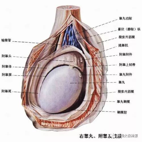 睾丸里滑动小硬粒图片