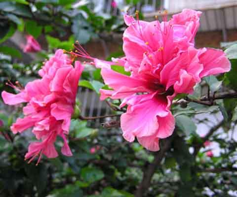 扶桑花影响室内风水吗 扶桑花的风水