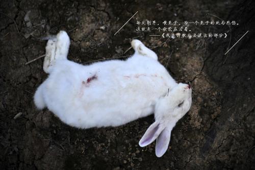 兔子冻死了图片