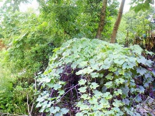 哪些风水植物能助你飞黄腾达 餐厅种什么植物助风水