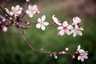 2014年怎样催旺桃花 怎么样催旺桃花姻缘