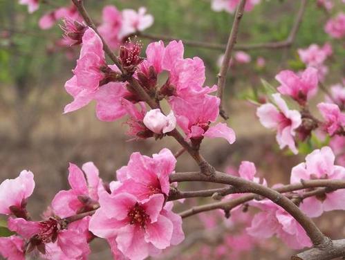 桃花风水,风水怎样增加桃花运 风水增加桃花运