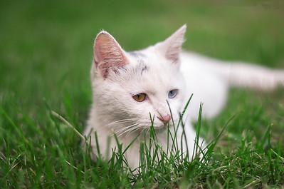 做梦梦见被猫咬 女人梦到被猫咬到手