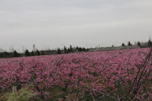 楼顶种桃花会影响风水吗 楼顶风水