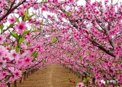 什么样的风水会带来野桃花 风水桃花