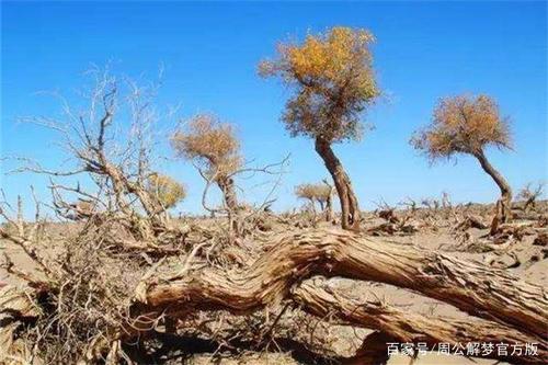 梦见树木骤然枯死 梦见树木枯死