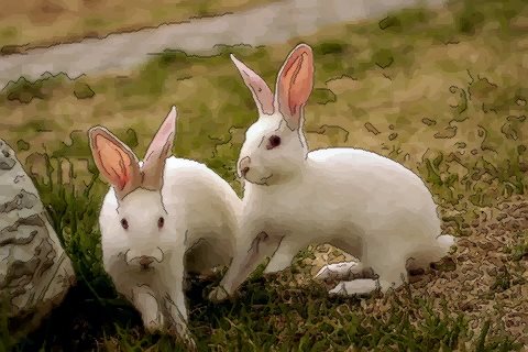 兔子的性格(兔子的特点和外貌描写)