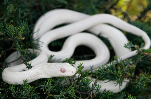 世界上有白蛇吗图片