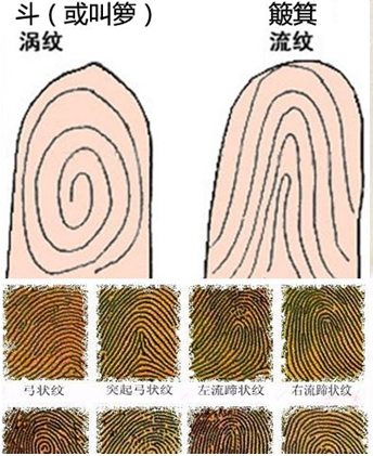 指纹斗和簸箕的说法有哪些一句手相谚语广为流传指纹算命10个簸箕