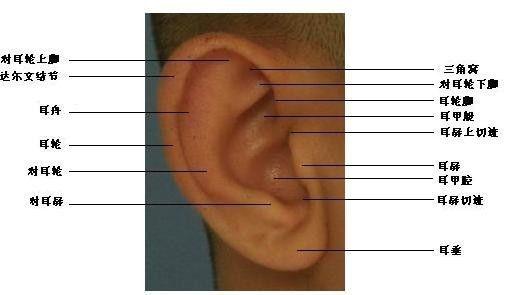 耳朵黑点位置与命运图图片
