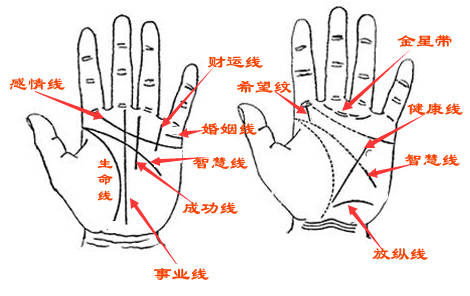 男人左手智慧线手相分析 男人左手感情线